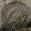 Ashaig fossil