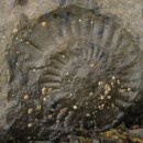 Ashaig fossil